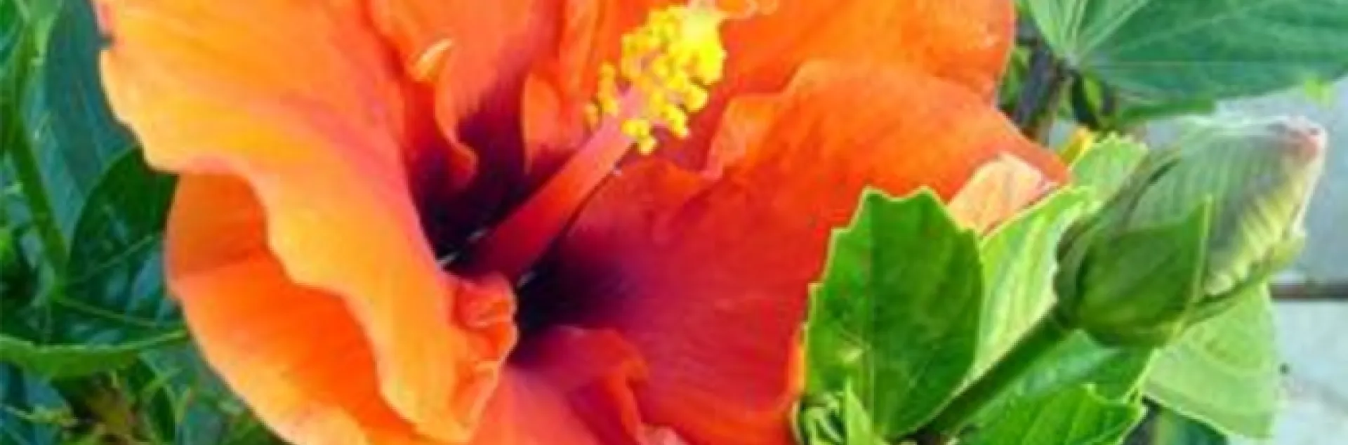 orange hibiscus flower