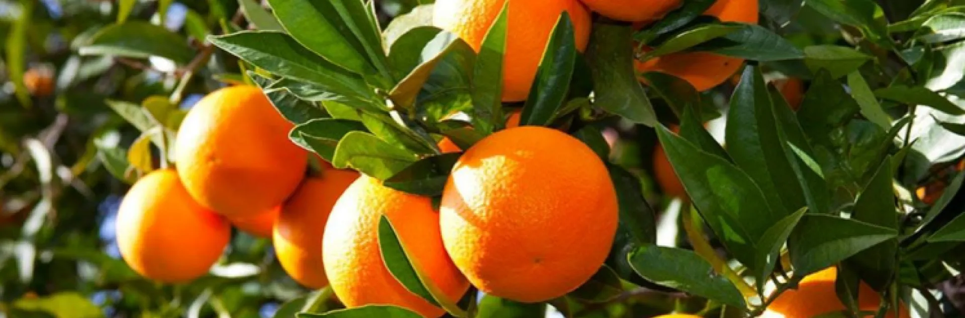 oranges growing on an orange tree