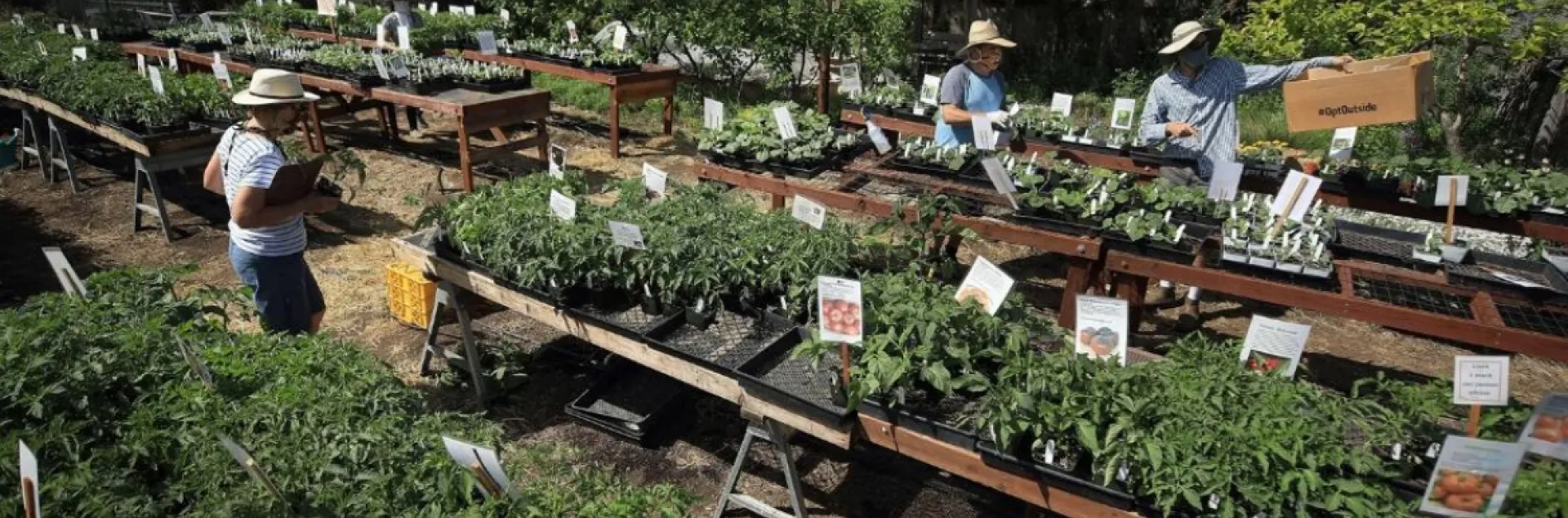 people working at a plant sale