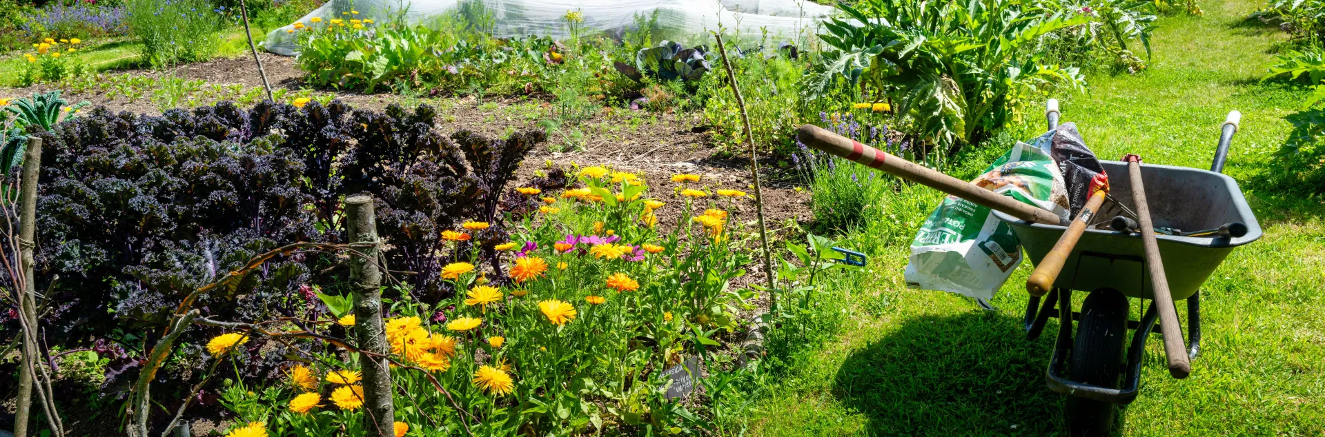backyard vegetable garden with different crops growing