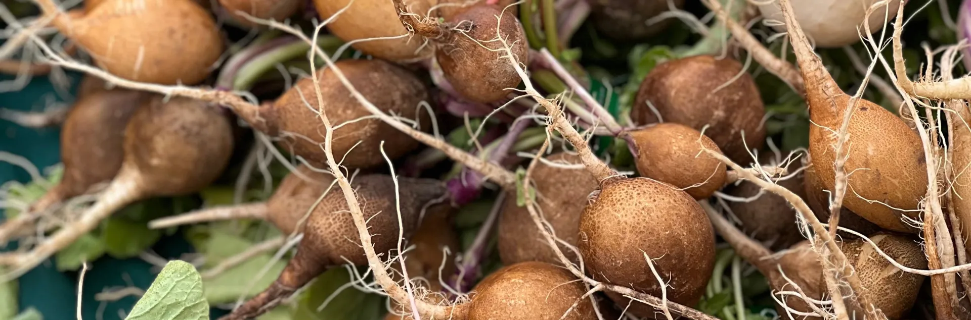 Newly harvest red and brown radishes and white and purple turnips