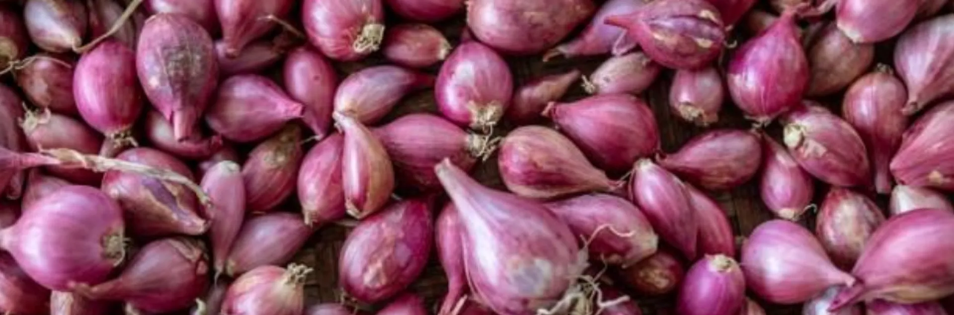 pile of harvested purple shallots