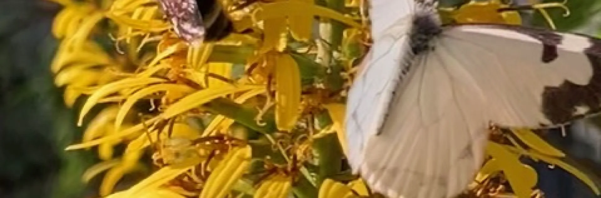 Pine White Butterfly with bat faced bumble bee on yellow flowers