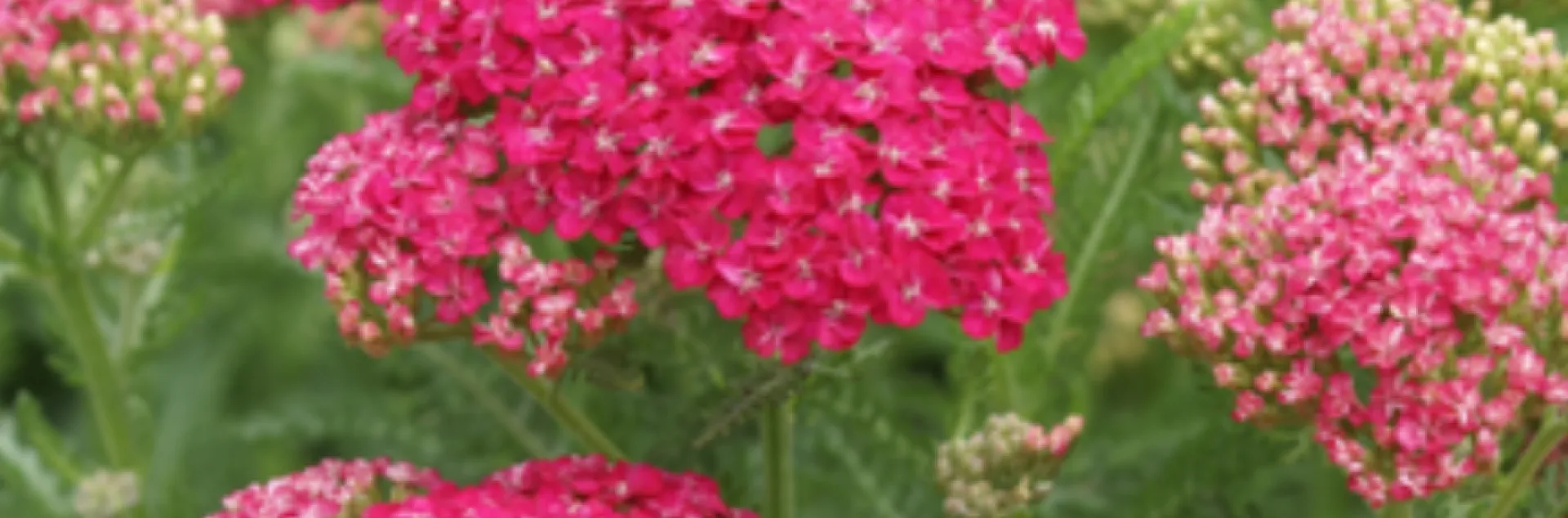 pink blossoms of Achillea or Yarrow