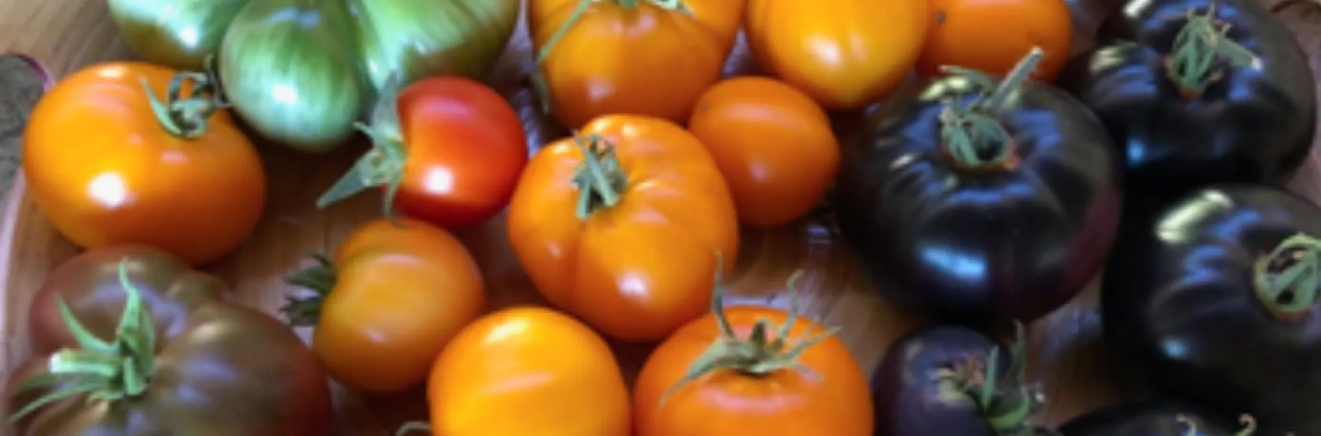 platter of ripe red, orange, purple, and green tomatoes