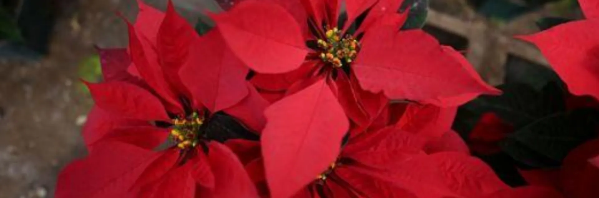 poinsettia euphorbia pulcherrima