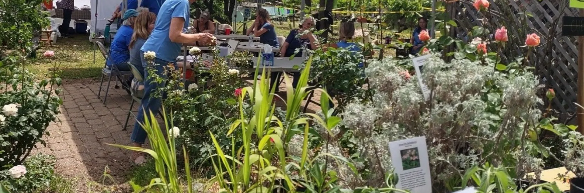 Photo of a plant sale with a variety of lilies, rosemary and roses. Volunteers in blue shirts stand under a pop-up sun shade.