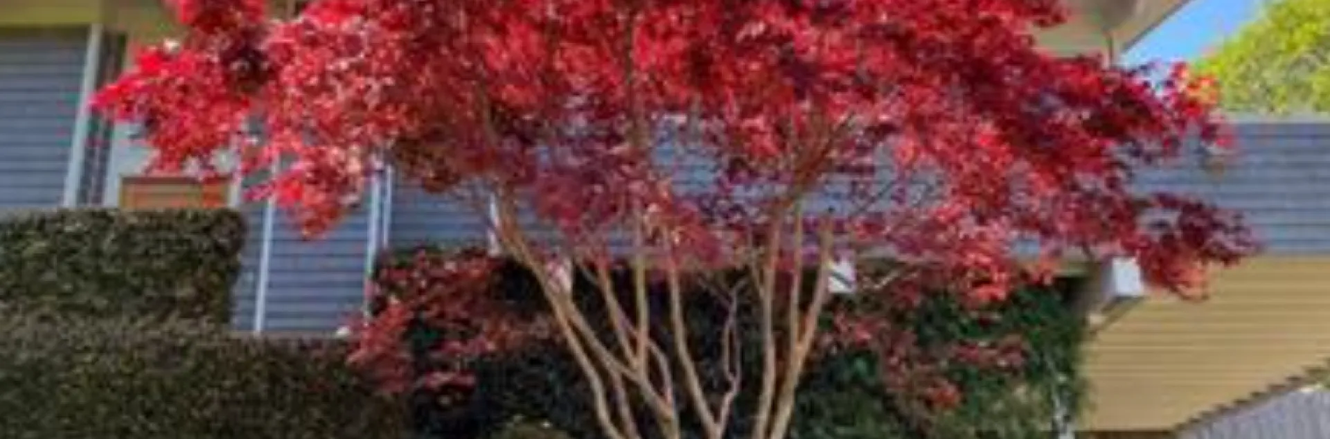 red foliage of the Acer palmatum (Japanese maple)