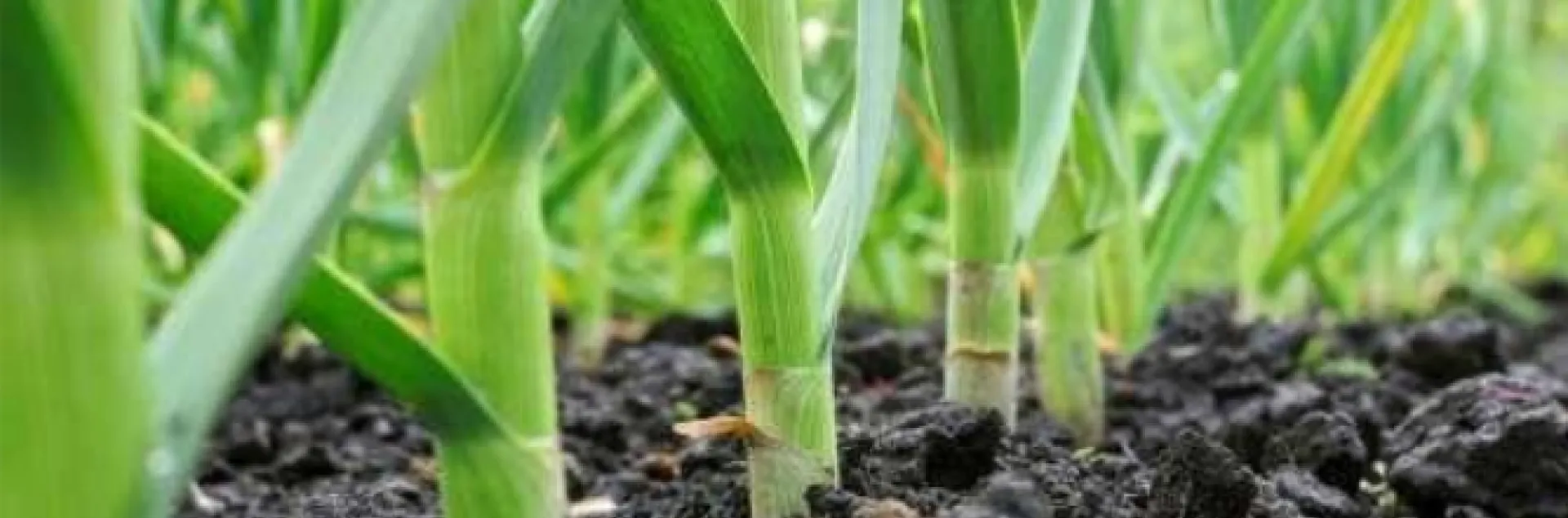rows of garlic plants planted in the ground