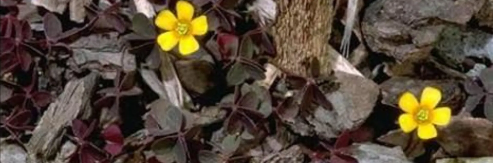 small yellow flowers of non-native oxalis