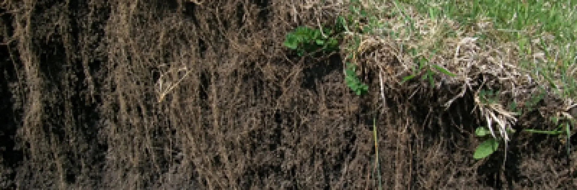 soil formation