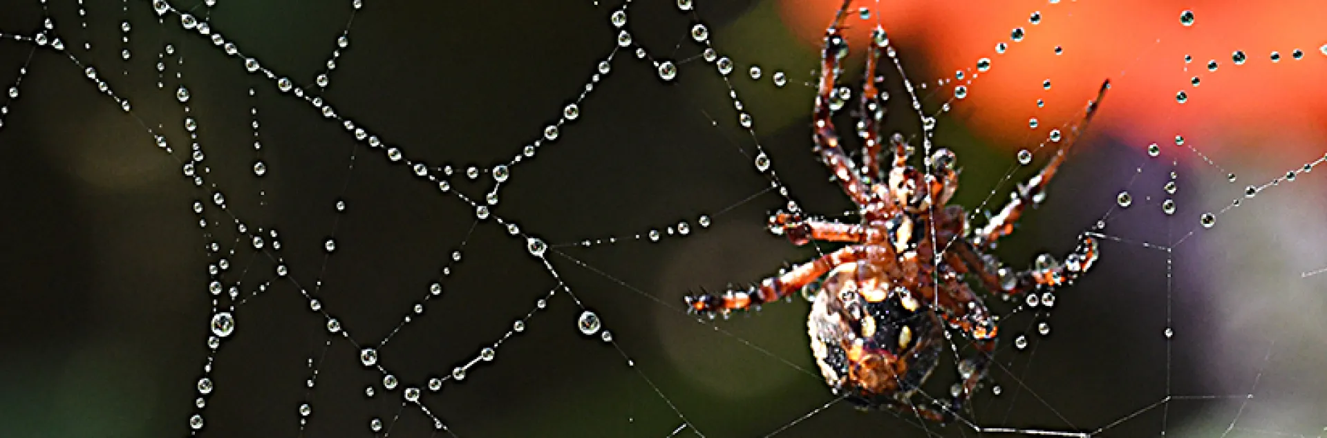 Orb weaver constructing its web. (Photo by Kathy Keatley Garvey)
