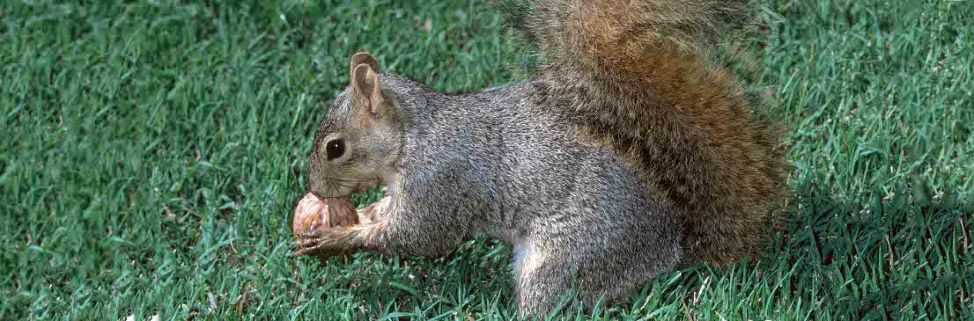 A gray squirrel with a bushy tail holding a nut while sitting on green grass