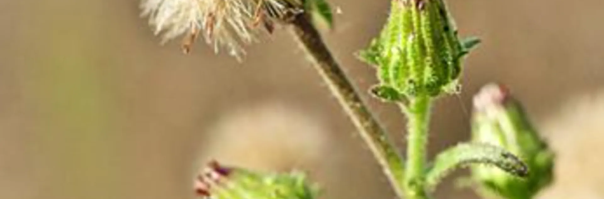 stinkwort flowers gone to seed