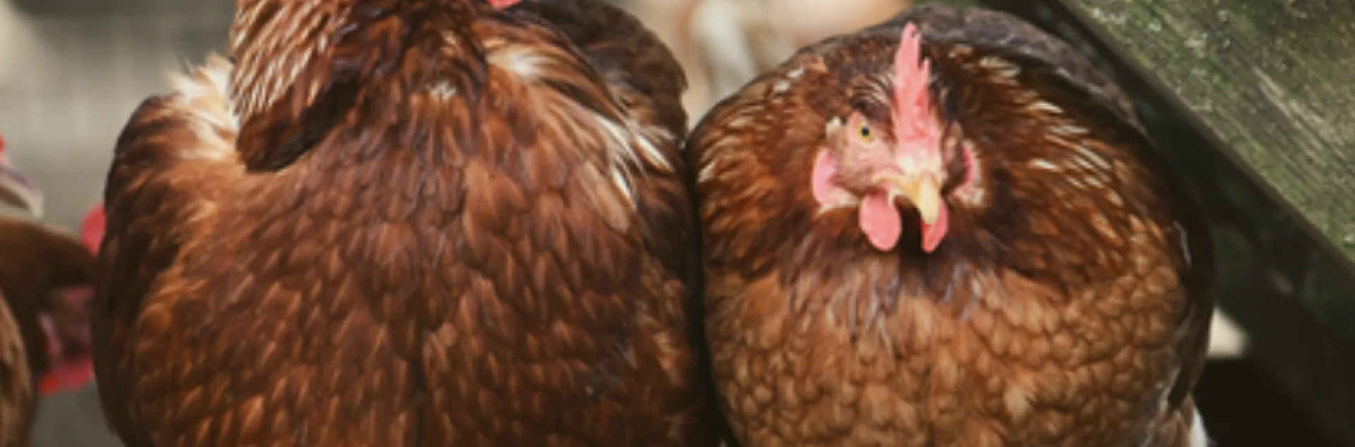 two brown hens roosting on a wooden eave