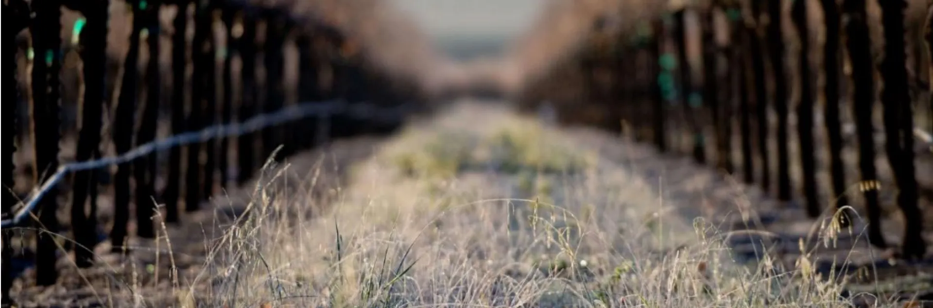 vineyard row with frost on the ground in between grape vines