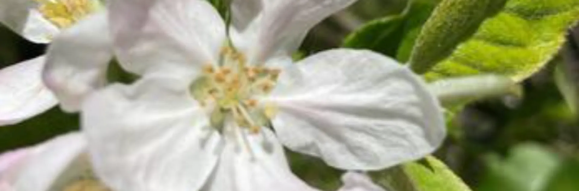 white and pink apple blossoms