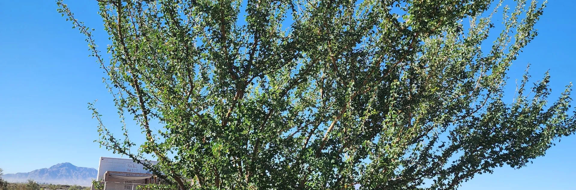 Picture of a Guamuchil tree