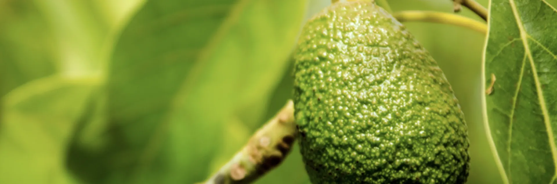 Avocado tree branch with a small developing fruit