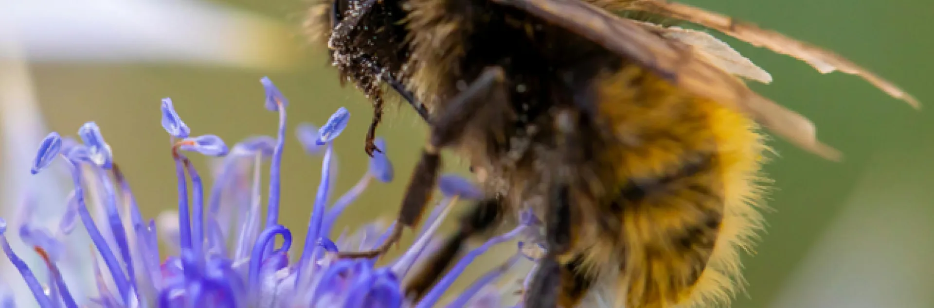 Bee hovering over a plant bloom