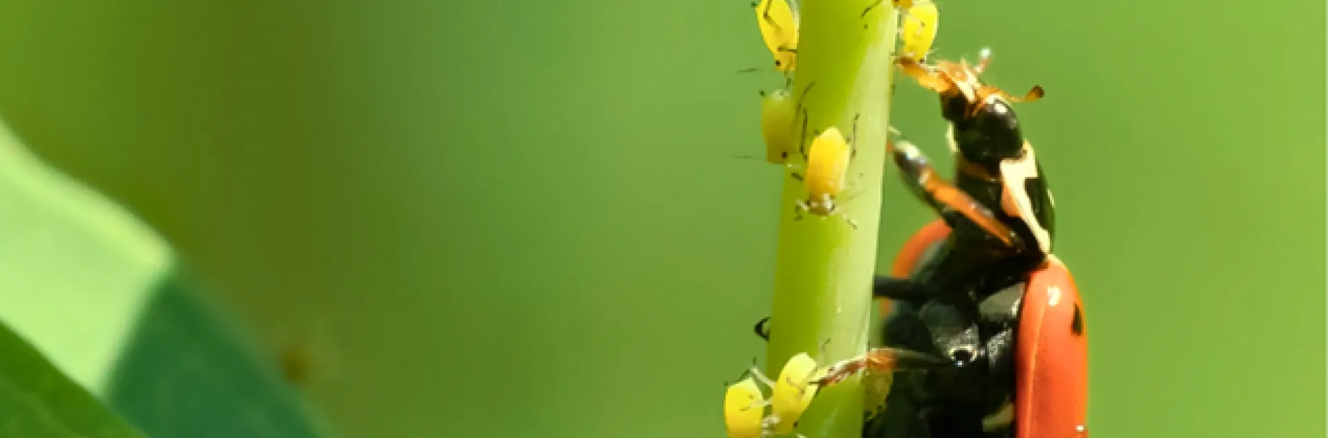 Lady bud eating aphids on a plant stem