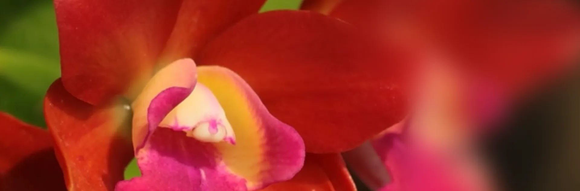 Deep red orchid flower