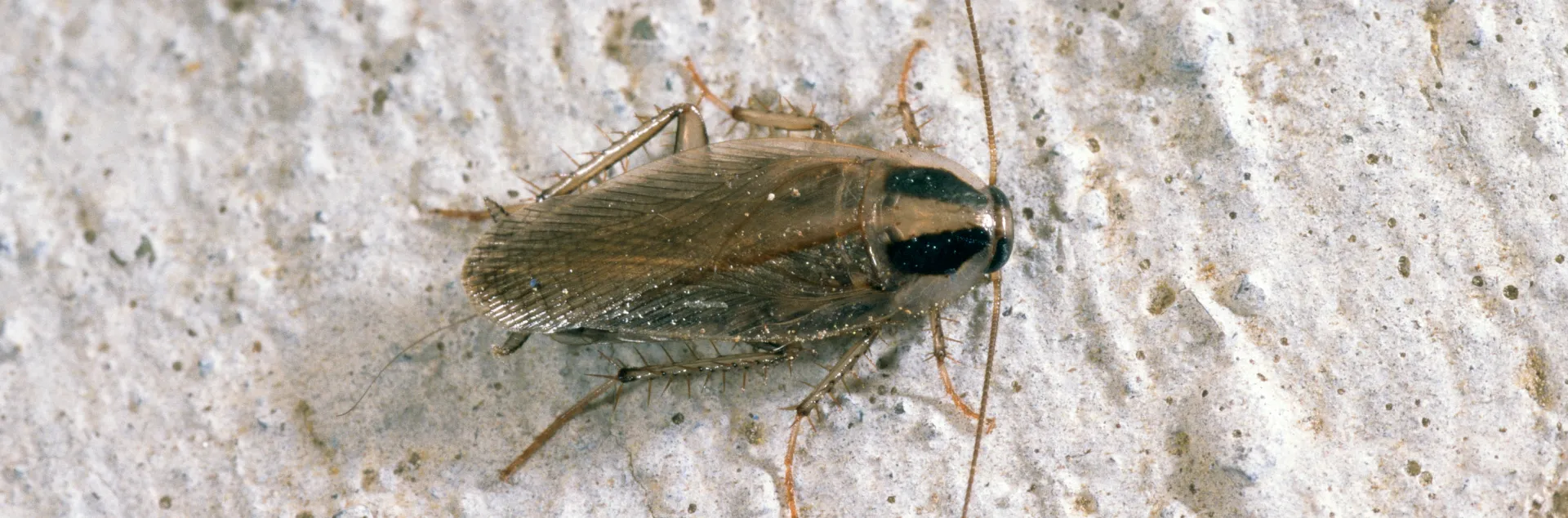 German cockroach light and dark brown colored adult on concrete, top view