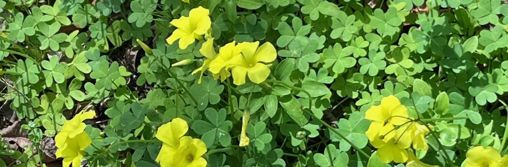 Introduced from South Africa, oxalis stricta (common yellow wood sorrel) is nearly impossible to eradicate here. J.C. Lawrence