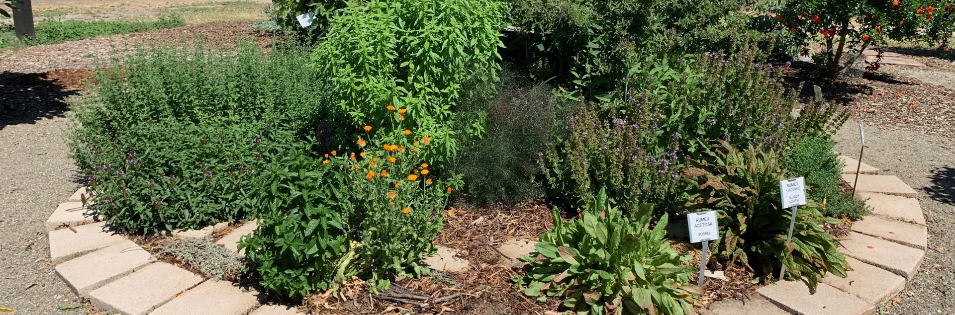 Group plants with similar sun and water requirements together, like these herbs at our Demo Garden. Laura Kling
