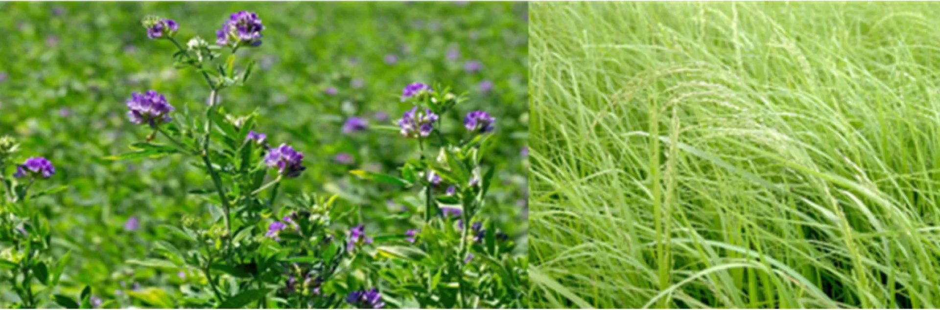 A side-by-side comparison of two agricultural fields, with vibrant green alfalfa growing on the left and a dense forage crop on the right