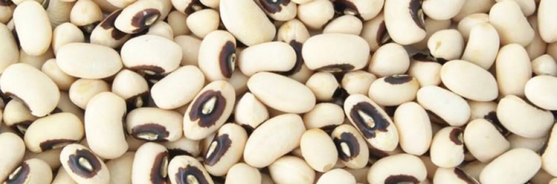 Blackeye bean seeds