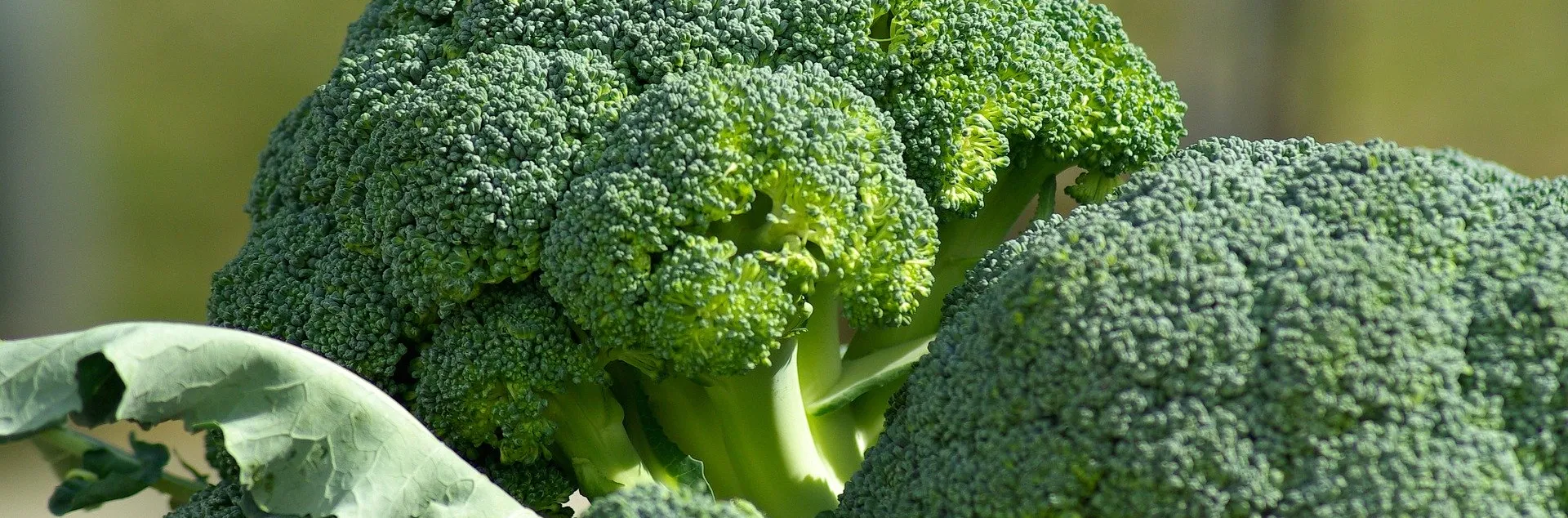Green broccoli on a plate