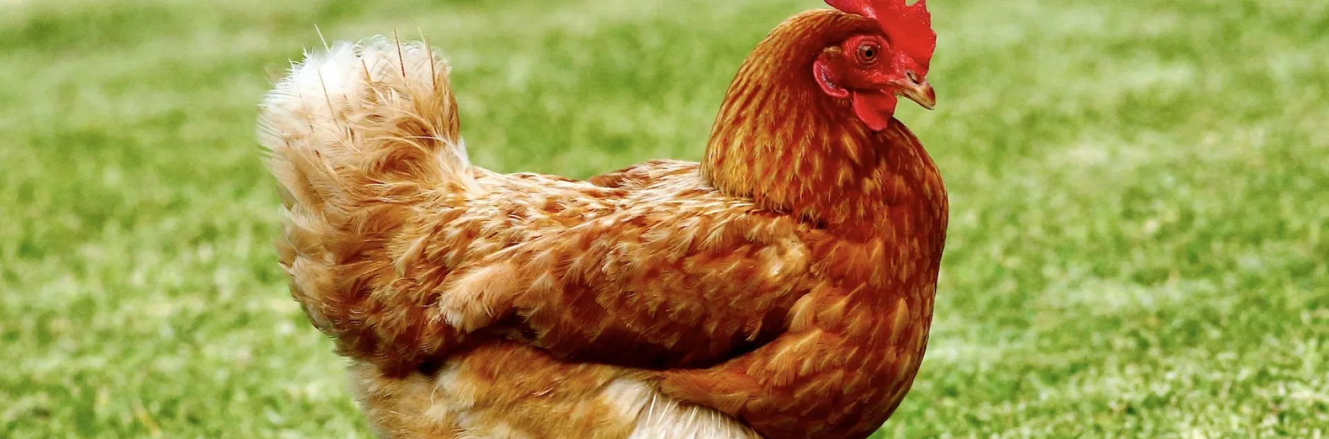 chicken walking across a lawn