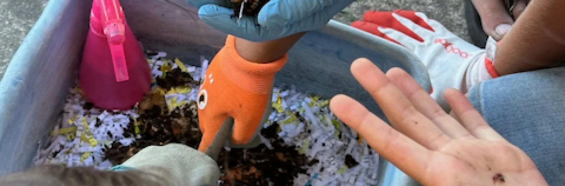 Composting bin of red wriggler worms with 3-4 hands holding worms or compost