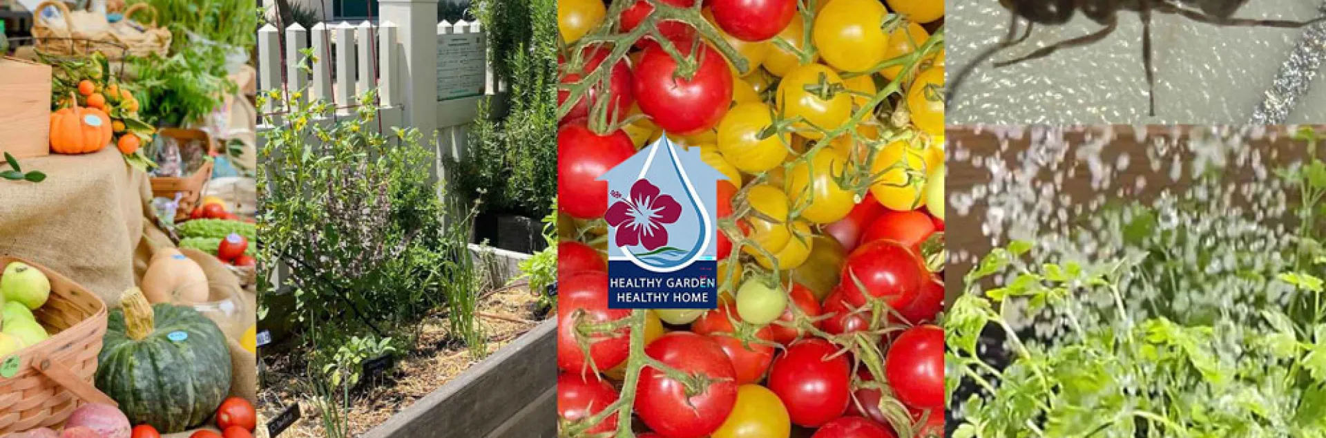 Compilation of fruits, vegetables, a wooden garden box with herbs, closeup of cherry tomatoes, a Healthy Garden Healthy Home logo, a closeup of an ant, and water raining down on herbs.