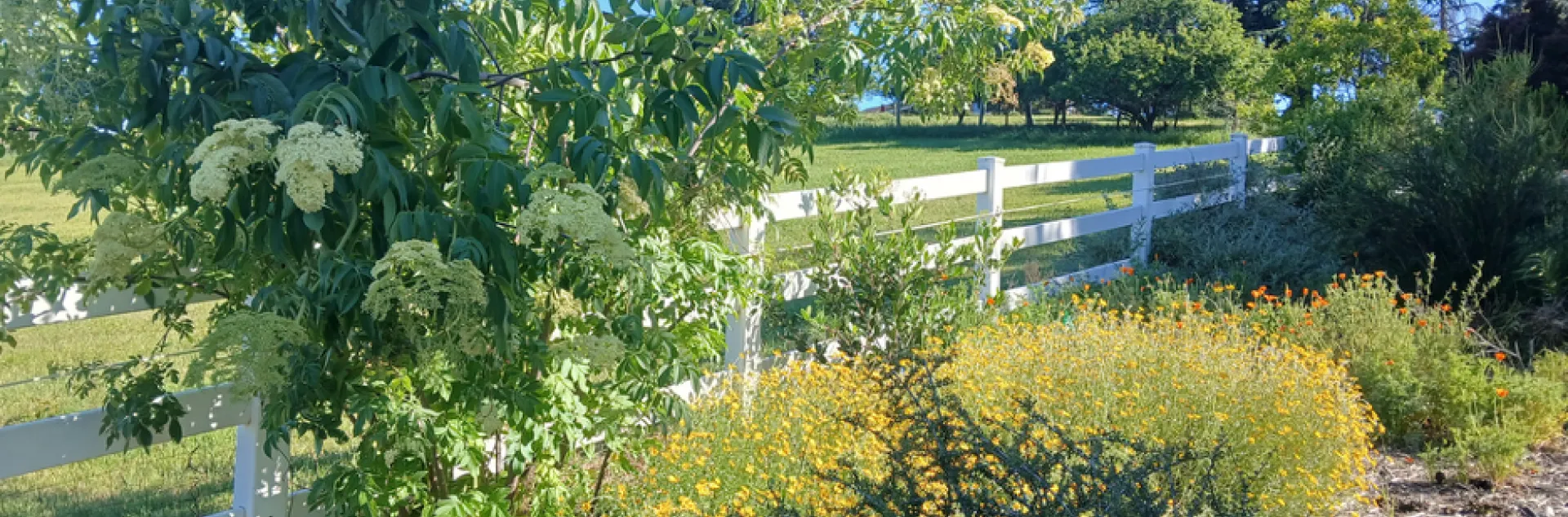 Hedgerow