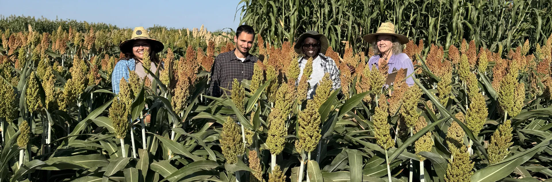 Four people standing in a sorghum field