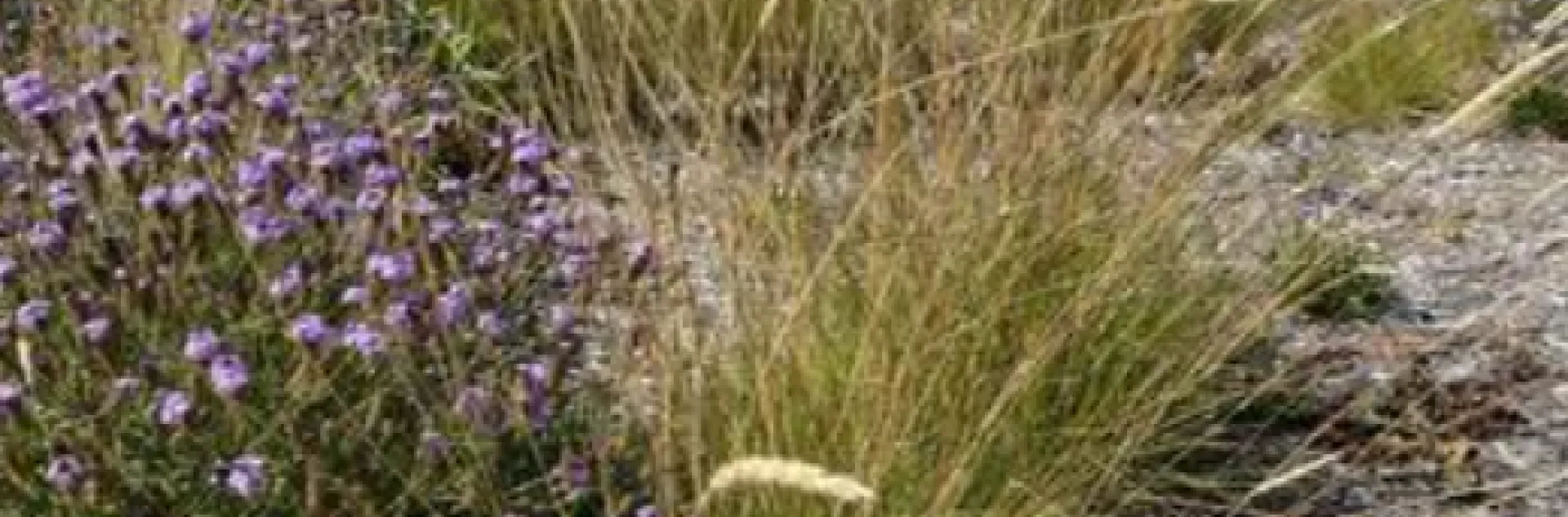 Native grasses including the shrub Verbena lilacina ‘de la Mina’