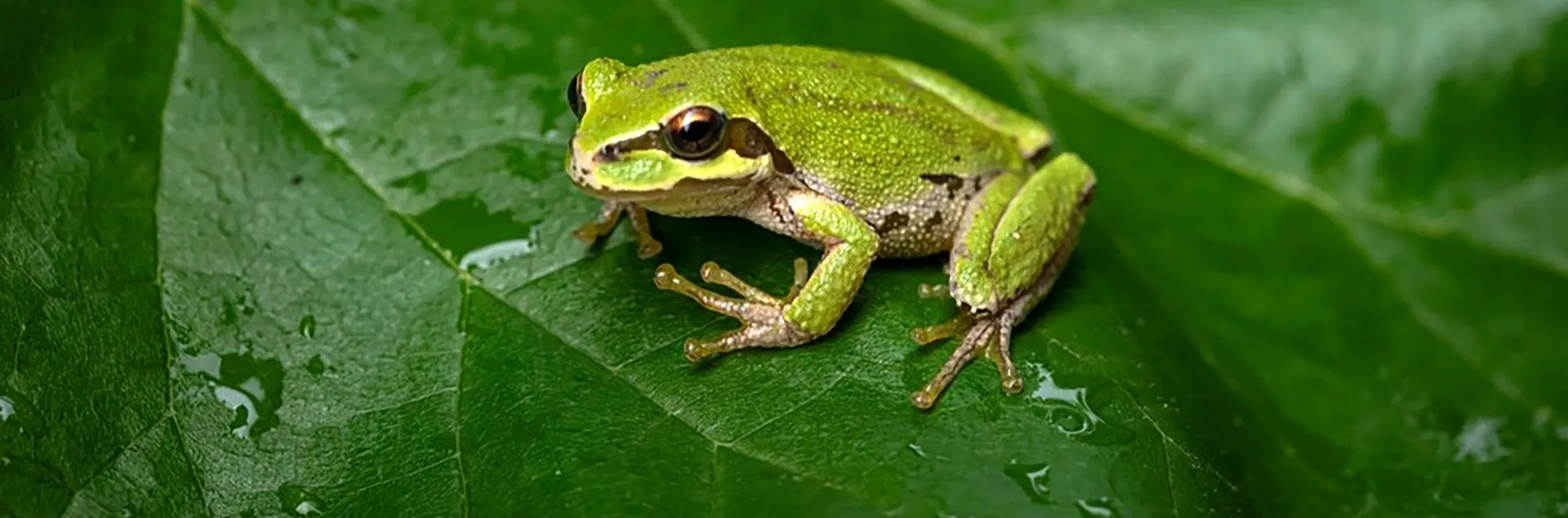 Pacific Tree Frogs are cute, native, and beneficial- Courtesy Shutterstock