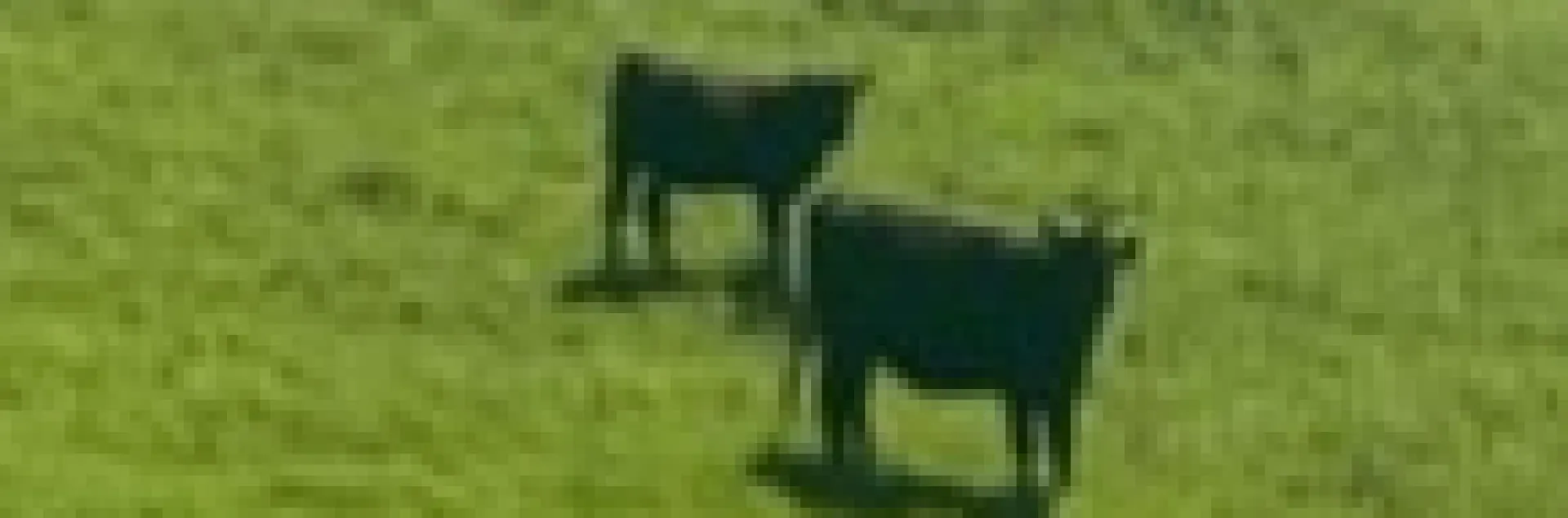 Photo of cattle grazing