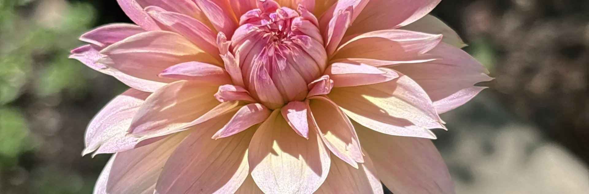 Close-up of a daisy-like pink dahlia with pointed petals on a green stem, set against a blurred garden background.