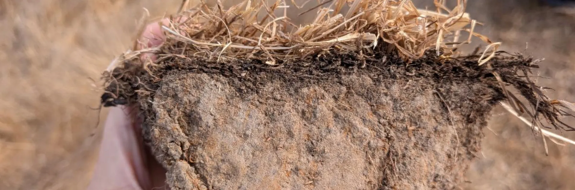 Chunk of soil.
