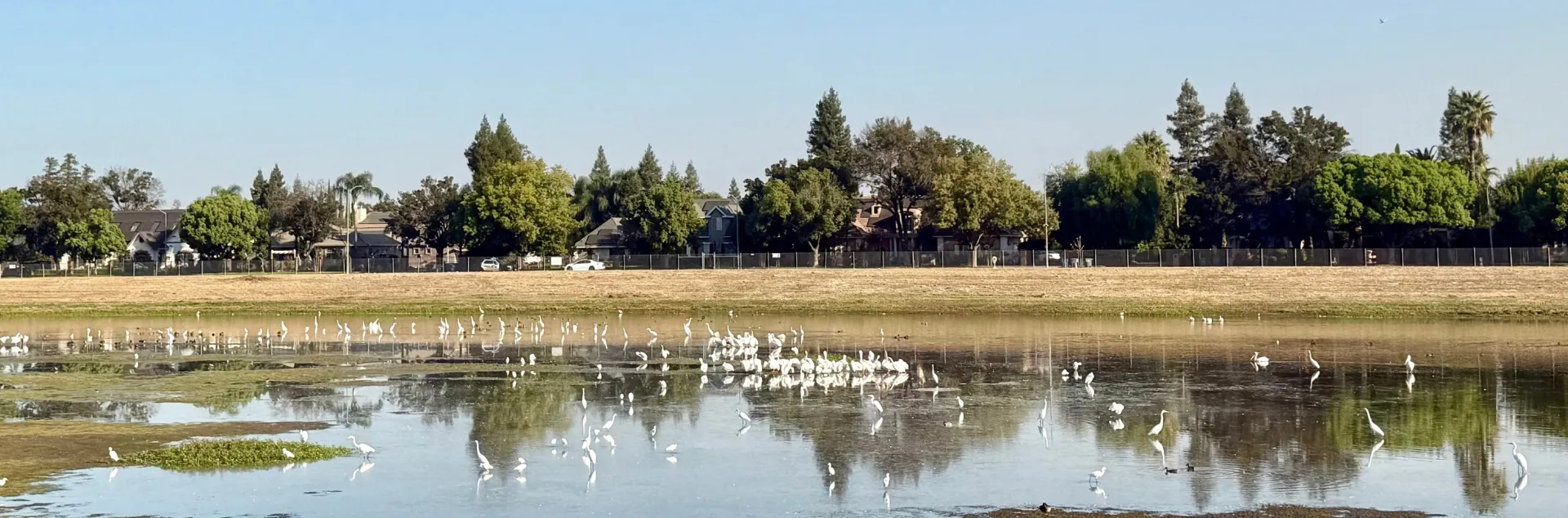 Street trees along a ponding basin