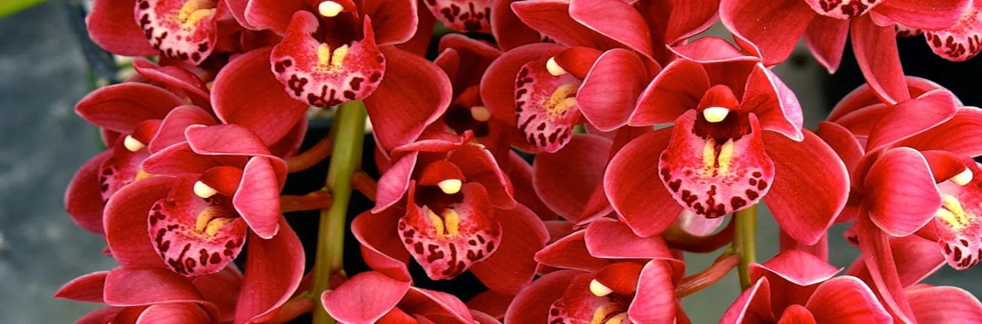 Stunning red cymbidium "Lucy"