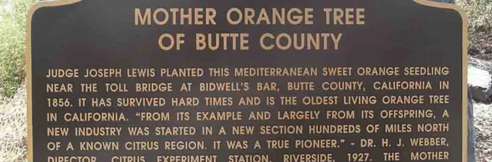 Mother Orange Tree of Butte County Sign - Courtesy of The Real Dirt