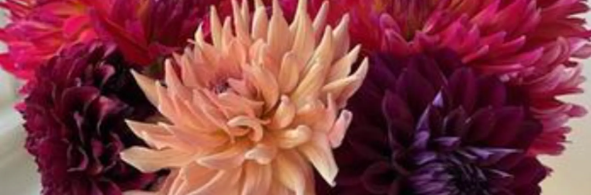 bouquet of pink purple and magenta dahlias in a vase