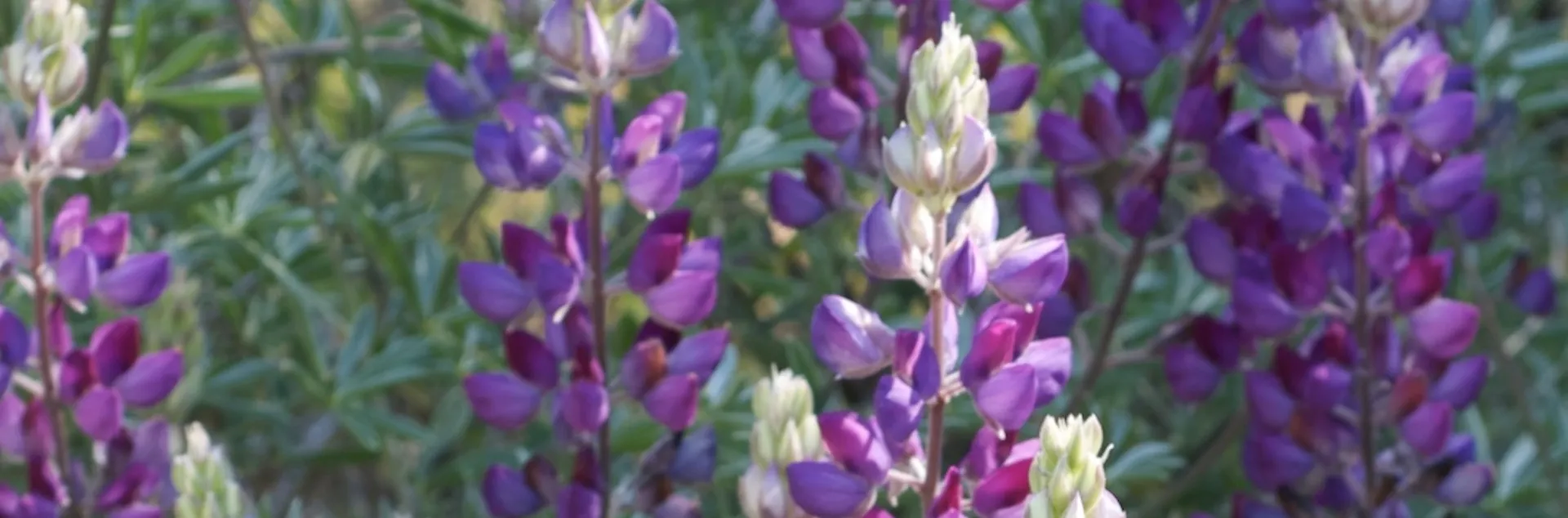 closeup of purple flowers of the Silver Bush Lupine (Lupinus albifrons)