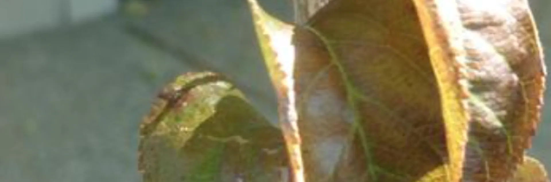 curled brown leaves from powdery mildew on an apple tree