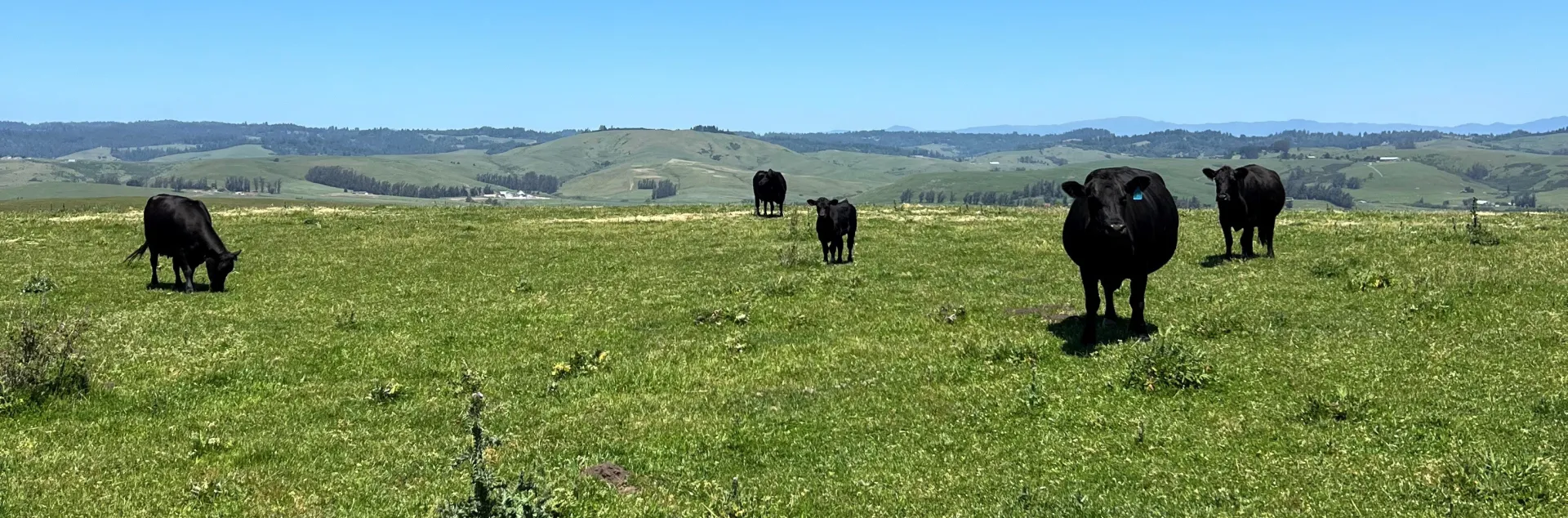 green field with cows grazing