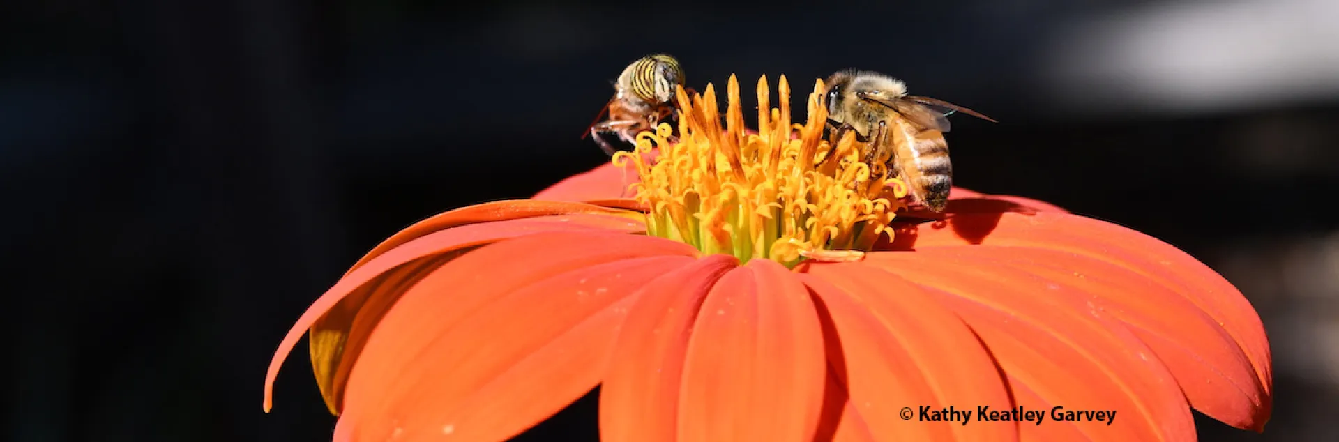 A fly and a bee sharing a Tithonia. (Photo by Kathy Keatley Garvey)